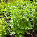 Aromatiques - Basilic Citron - face recto